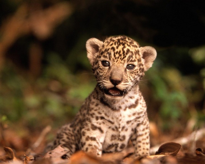 Baby Guepard