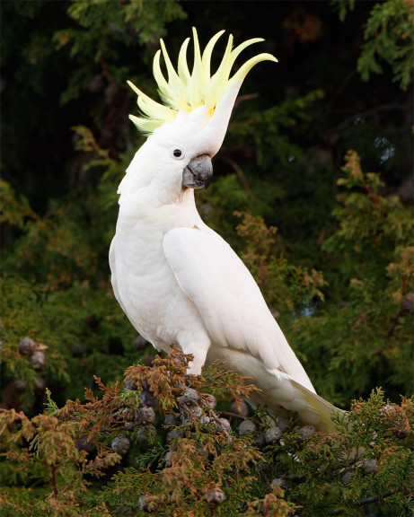 Disegno di Cacatua da colorare