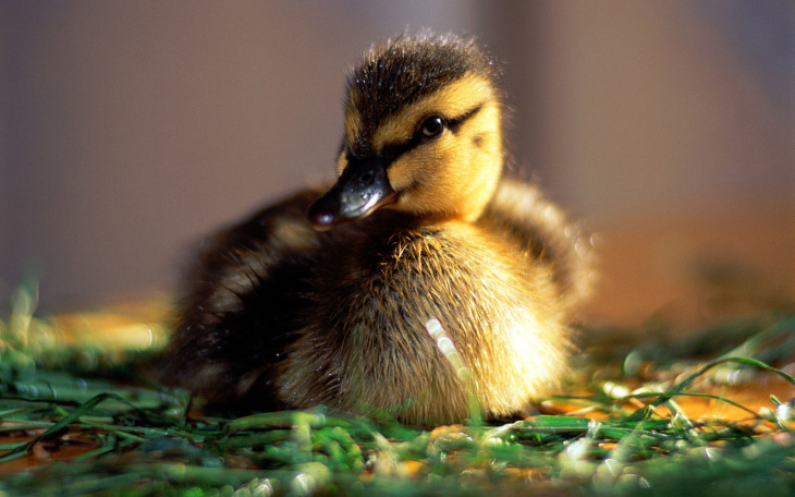 Duckling