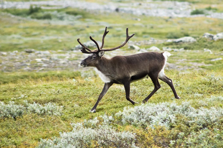 Caribou dessin