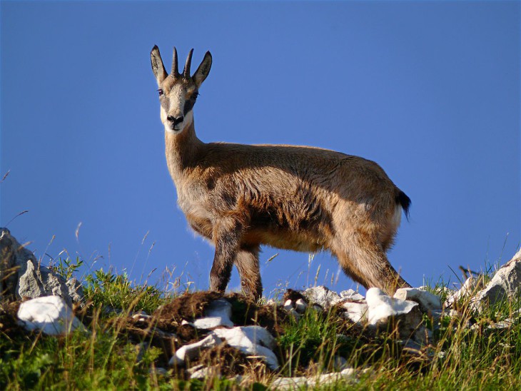 Chamois