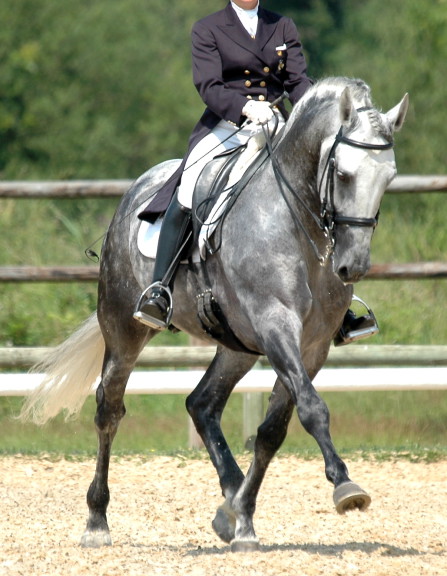 Cheval dressage