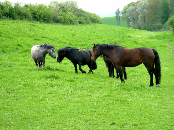 Disegno di Cavalli e pony da colorare