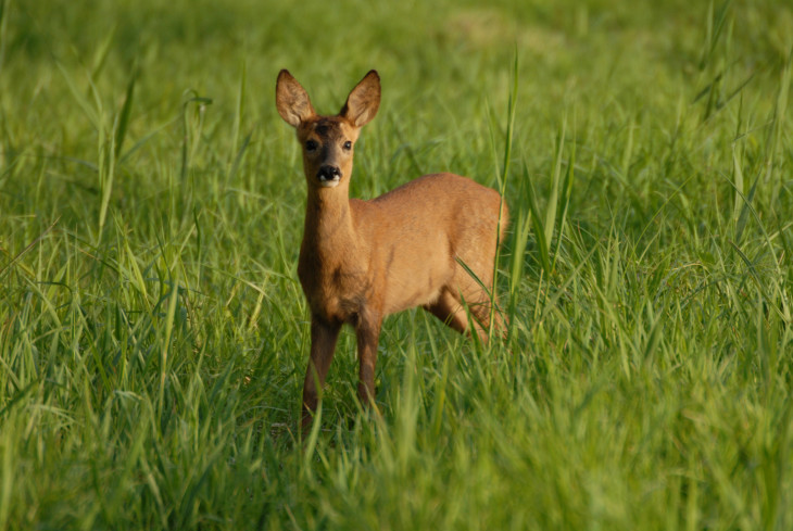 Deer drawing and  2