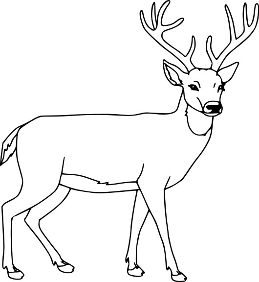 Free Deer coloring page