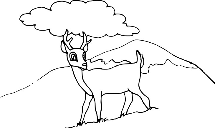 Deer drawing and coloring page 2