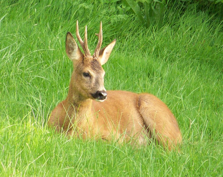 Chevreuil nature