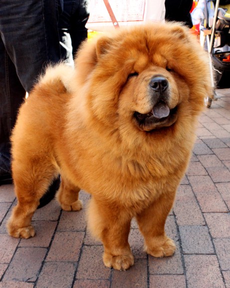 Disegno di Chow Chow da colorare