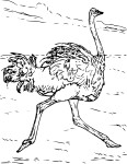 Short Ostrich coloring page