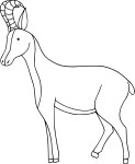 Baby Chamois coloring page