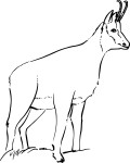 Chamois coloring page