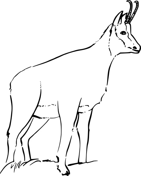 Coloriage chamois