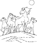 Coloriage cheval sauvage