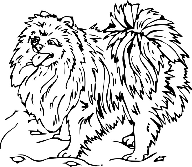 Disegno di Chow Chow da colorare