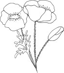 Coloriage coquelicot