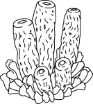 Coral coloring page