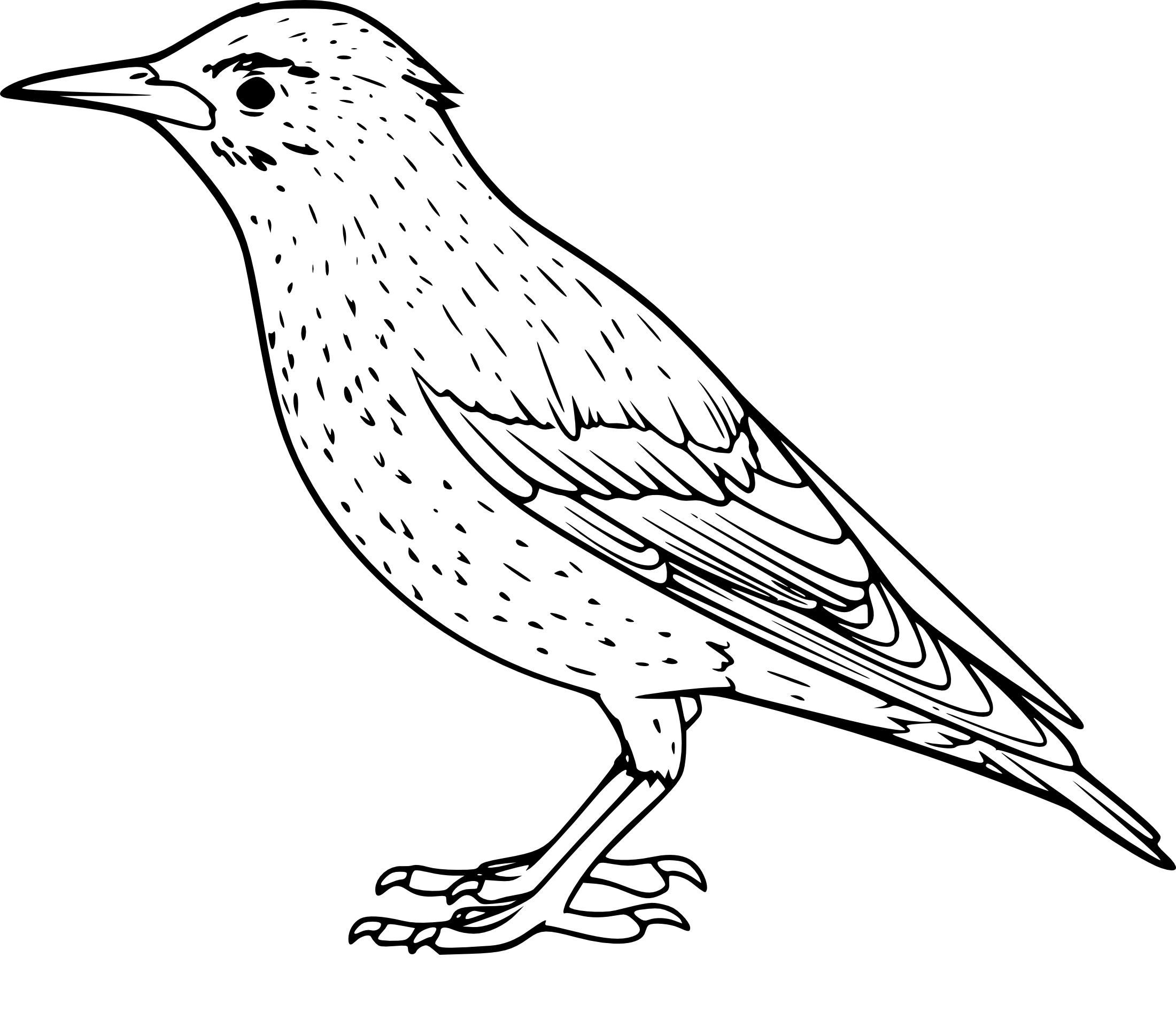 Starling coloring page
