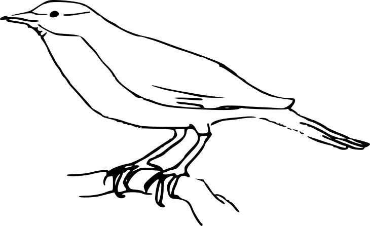 Warbler coloring page