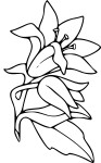 Coloriage fleur de Lys