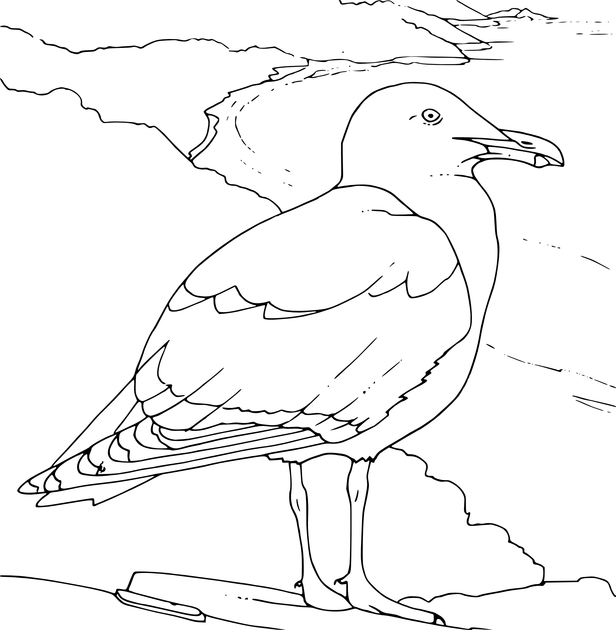 Gull coloring page