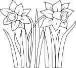 Daffodil coloring page