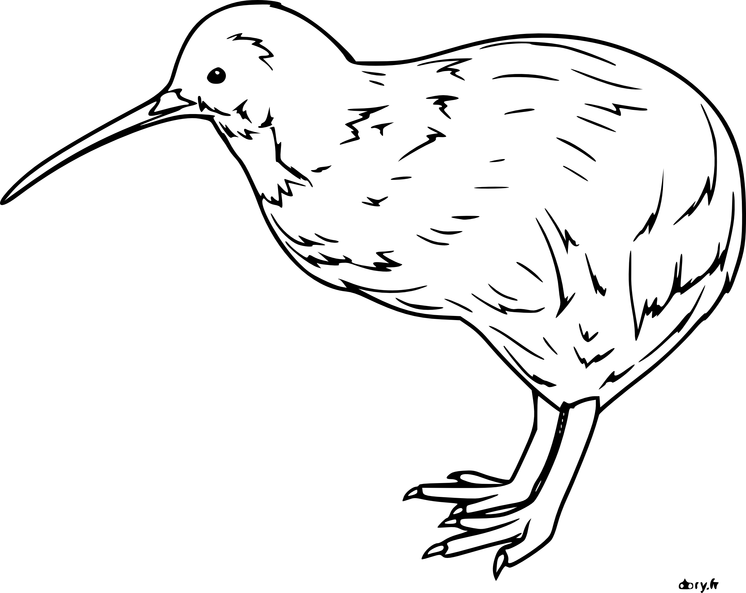 Disegno di Animale Kiwi da colorare