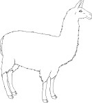 Lama coloring page