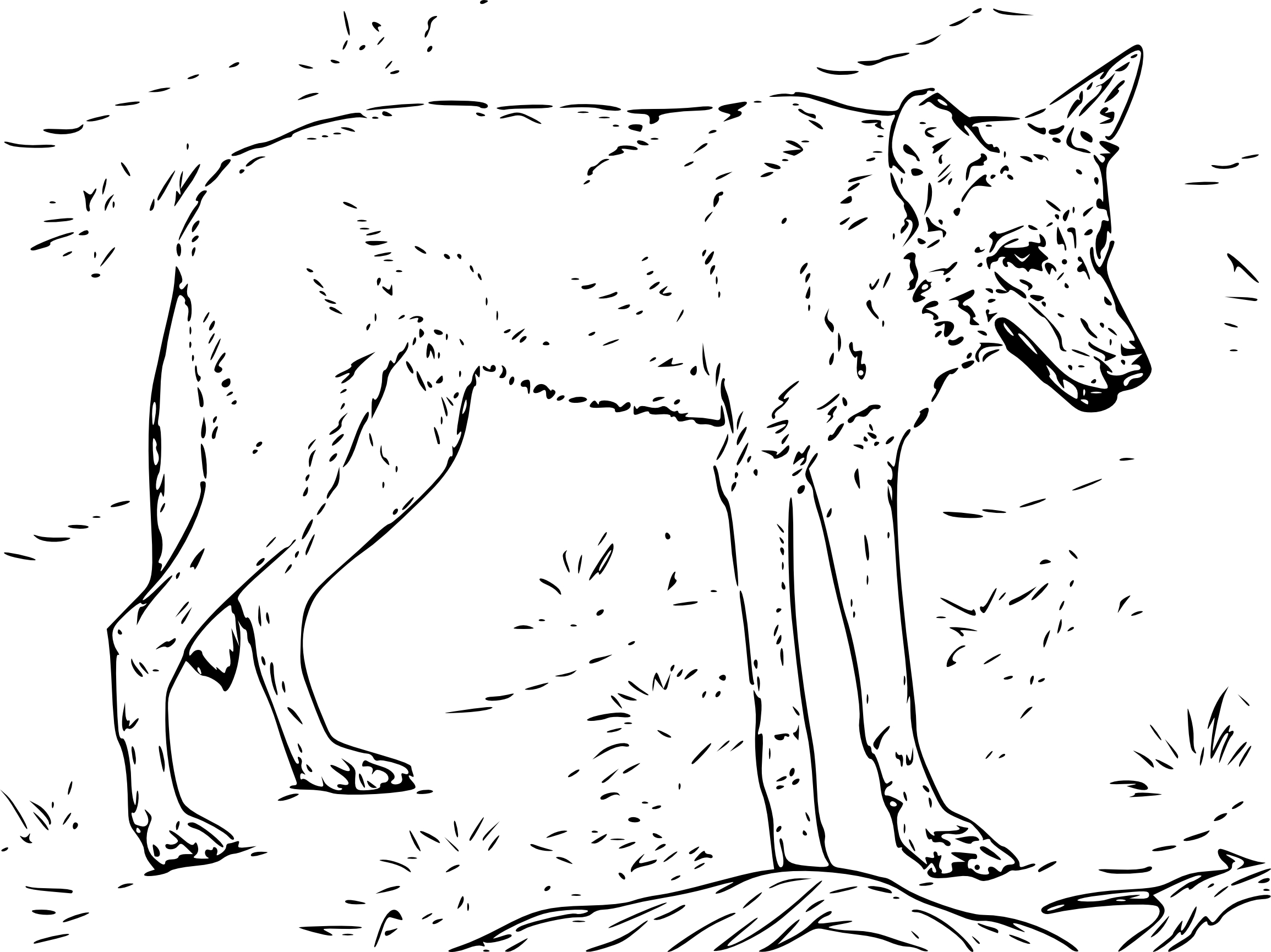 Red Wolf coloring page