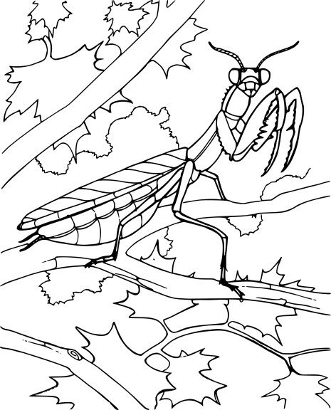 Praying Mantis coloring page