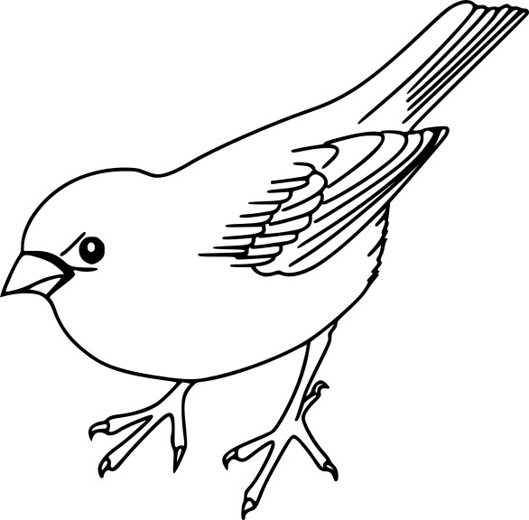 Sparrow coloring page