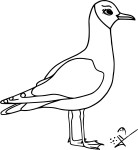 Gull coloring page 2