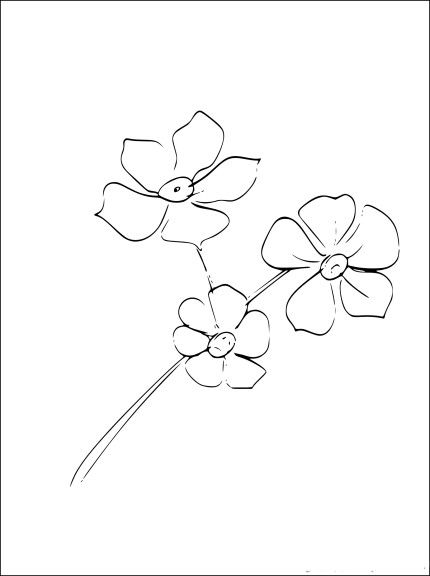 Forget Me Not coloring page