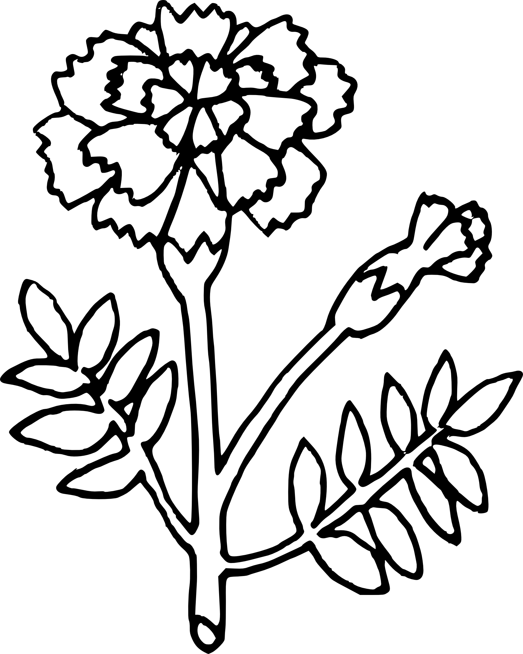 Carnation coloring page