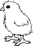 Chick coloring page