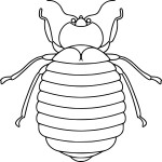 Beetle coloring page