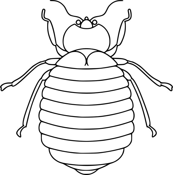 Coloriage scarabée