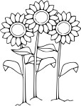 Sunflower coloring page