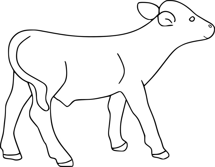 Calf coloring page