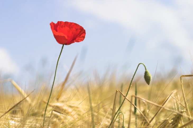 Coquelicot