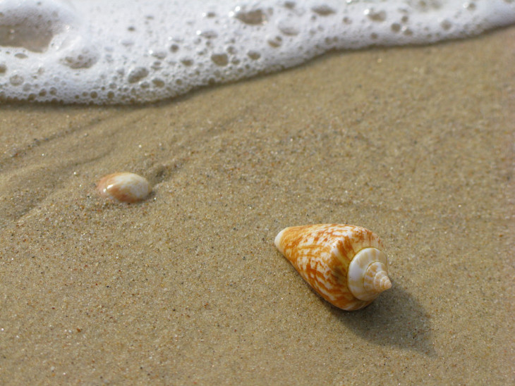 Disegno di Conchiglia da spiaggia da colorare