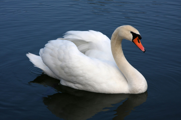 Cygne