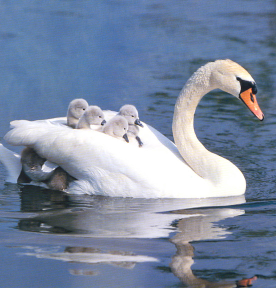 Swans In A Lake