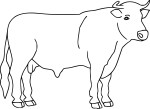 Bull drawing and coloring page