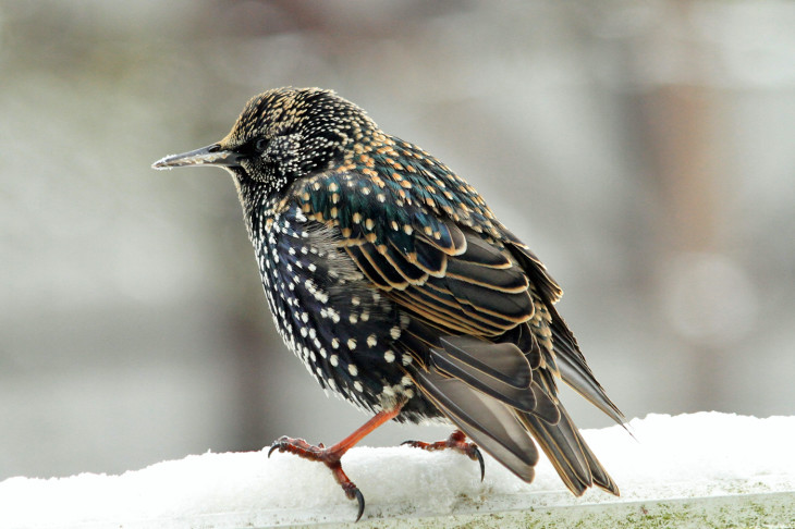 Starling