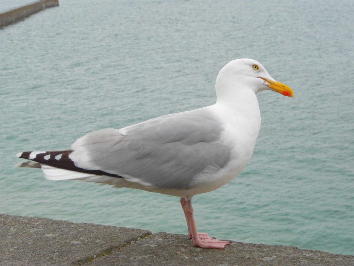 Gull