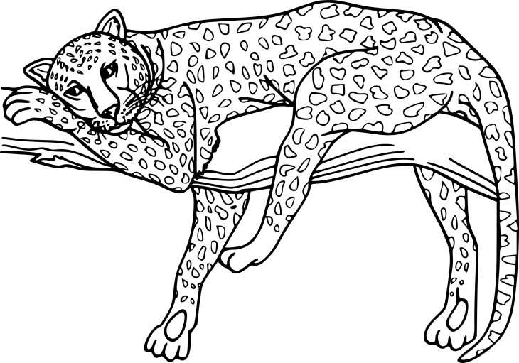 Guepard drawing and coloring page