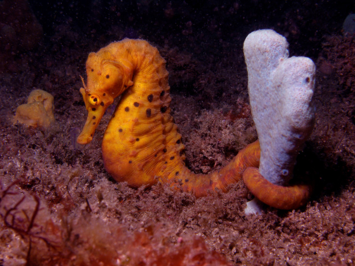 Seahorse