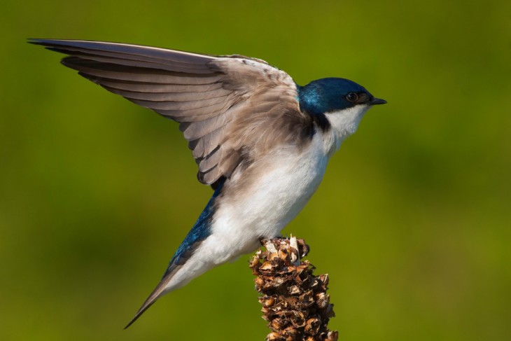 Swallow