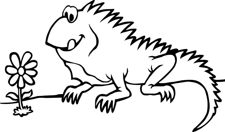 Iguana drawing and coloring page