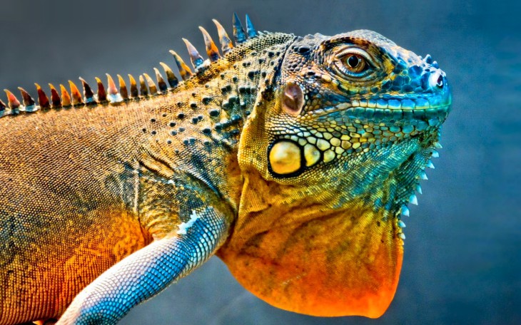 Disegno di Disegno di iguana e da colorare